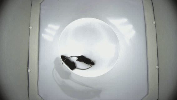 相互远离